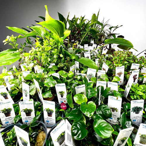 Assortimento piante senza